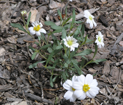 Blackfoot daisy